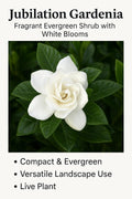 White Fragrant Evergreen Gardenia Live Plant 2 Gallon Y4098