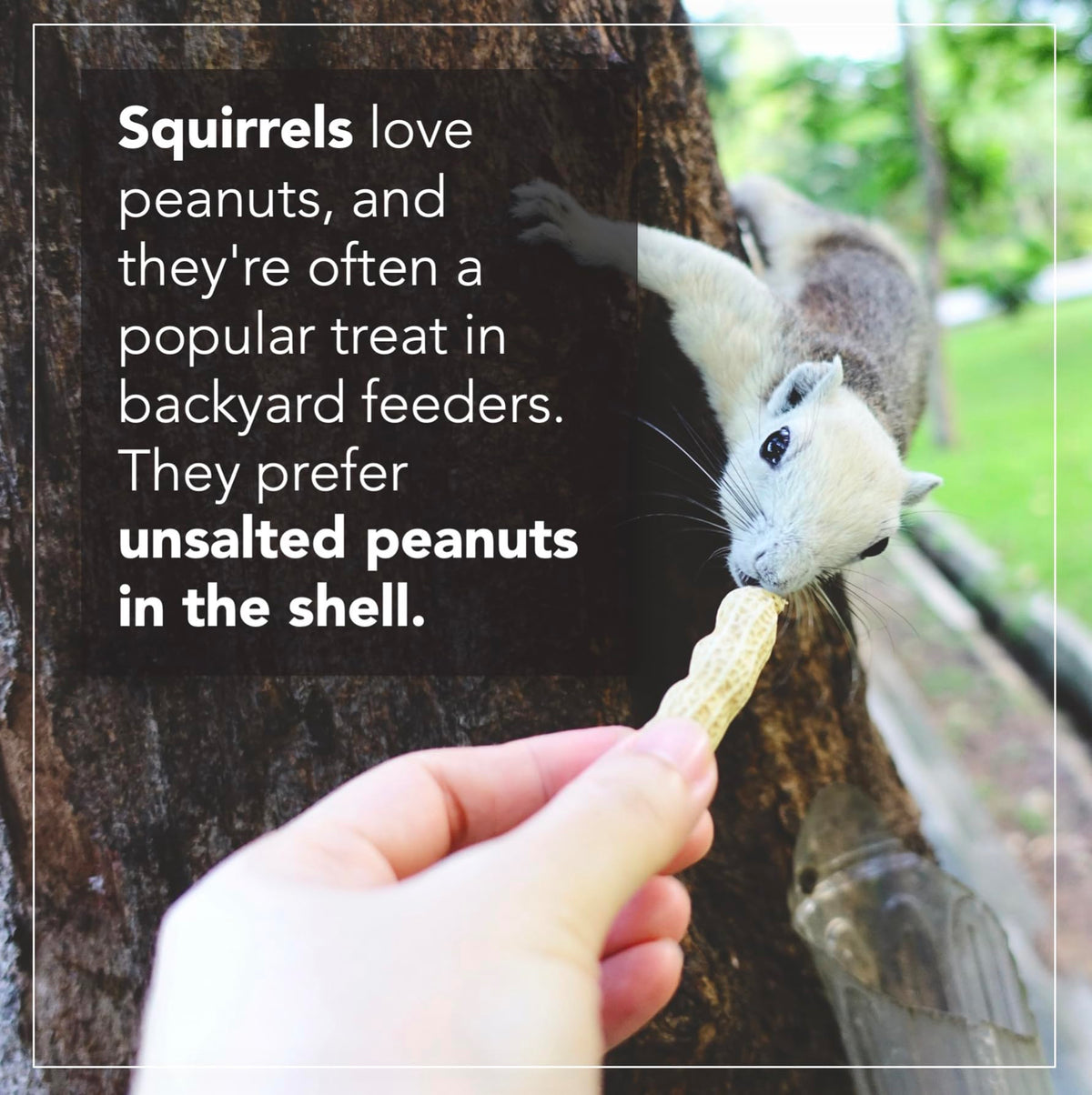 Raw Peanuts 50 LBS T6055