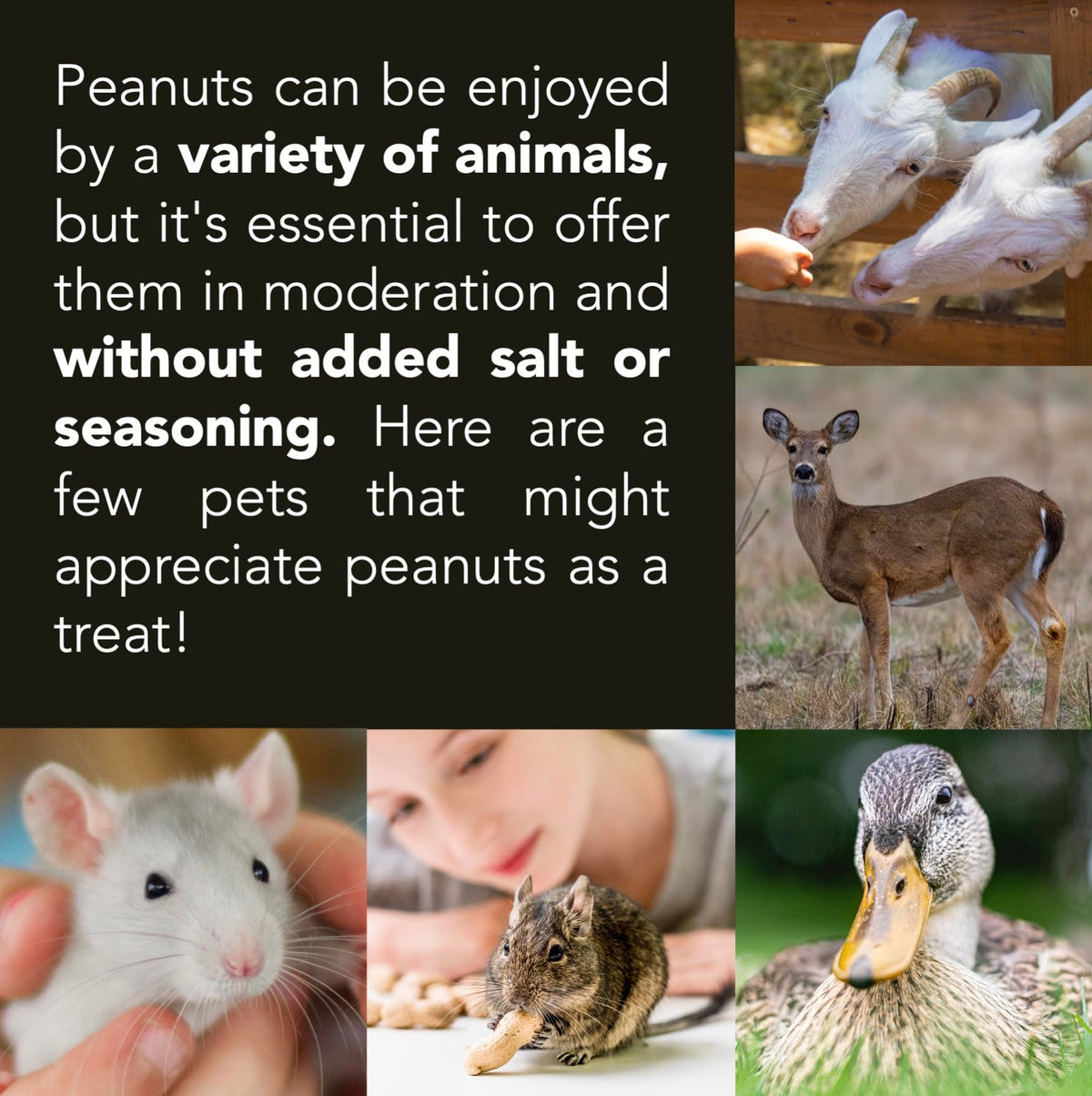 Raw Peanuts 50 LBS T6055