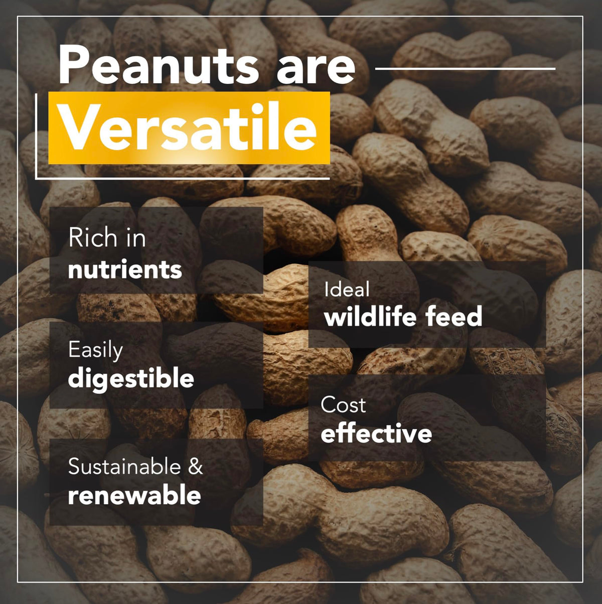 Raw Peanuts 50 LBS T6055